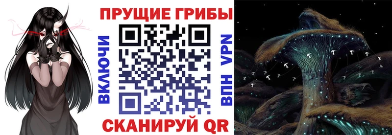 mega tor  Оленегорск  Псилоцибиновые грибы Psilocybine cubensis  хочу  